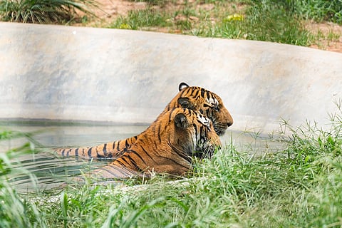 Tigers in Guwahati